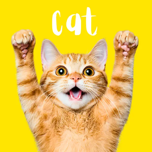 cat